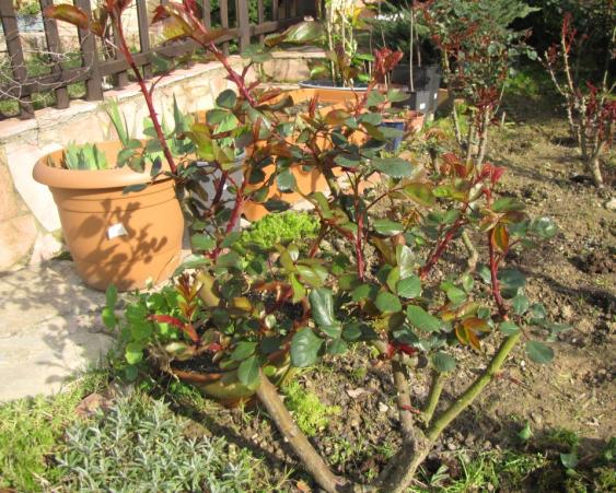 Name:  IMG_2228.jpg
Views: 372
Size:  73.7 KB
