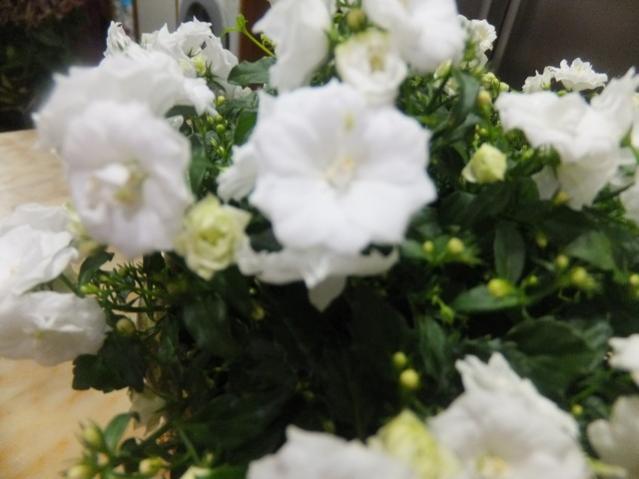 Name:  DSCF0422.jpg
Views: 328
Size:  34.4 KB
