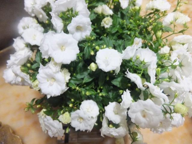 Name:  DSCF0431.jpg
Views: 358
Size:  46.8 KB
