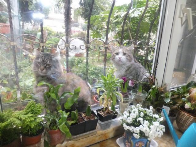 Name:  DSCF0477.jpg
Views: 312
Size:  60.1 KB