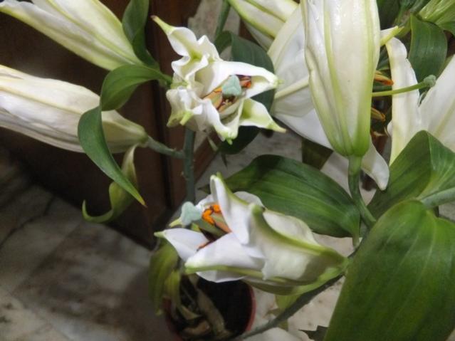 Name:  DSCF0516.jpg
Views: 319
Size:  36.5 KB
