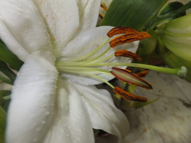 Name:  DSCF0517.jpg
Views: 318
Size:  62.9 KB