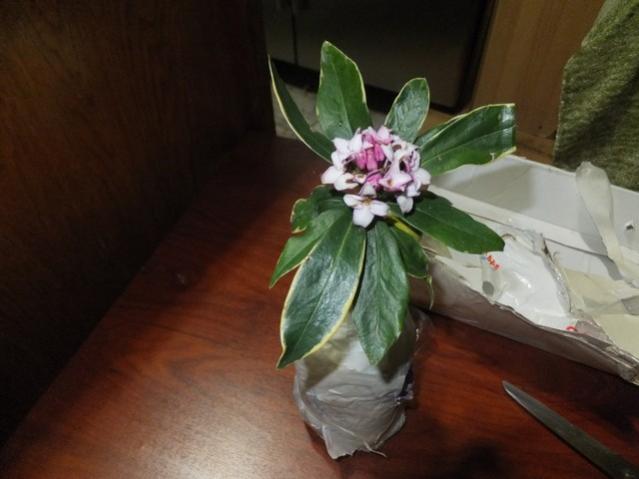 Name:  DSCF0529.jpg
Views: 408
Size:  31.7 KB