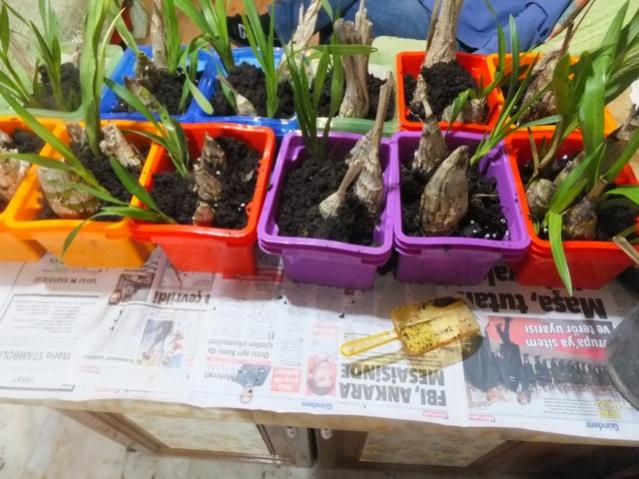 Name:  DSCF0542.jpg
Views: 315
Size:  55.8 KB