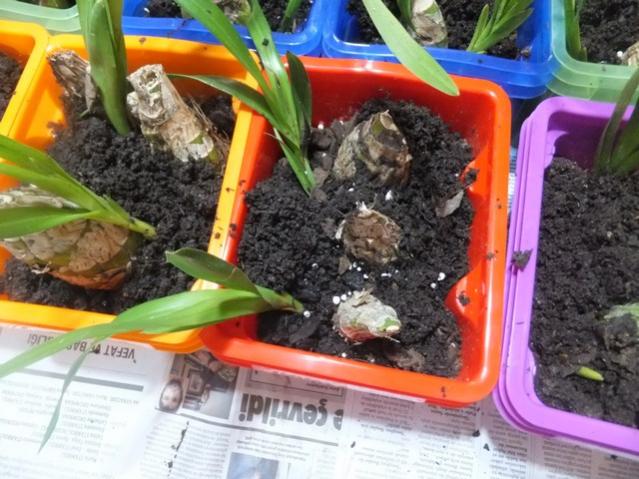 Name:  DSCF0544.jpg
Views: 316
Size:  58.0 KB