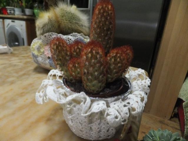 Name:  DSCF0562.jpg
Views: 310
Size:  37.9 KB