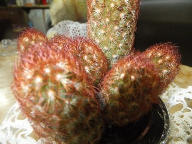 Name:  DSCF0563.jpg
Views: 306
Size:  47.2 KB