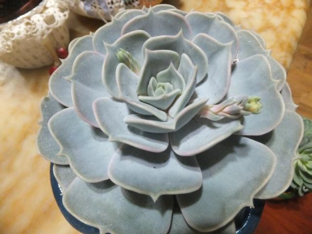 Name:  DSCF0566.jpg
Views: 406
Size:  38.1 KB