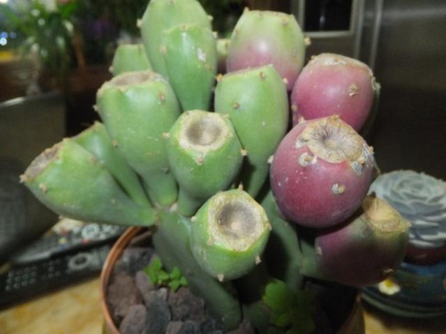 Name:  DSCF0572.jpg
Views: 451
Size:  32.3 KB