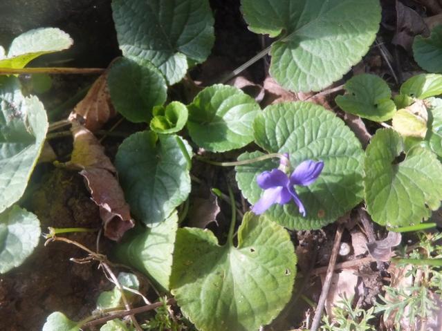 Name:  DSCF0754.jpg
Views: 447
Size:  54.4 KB