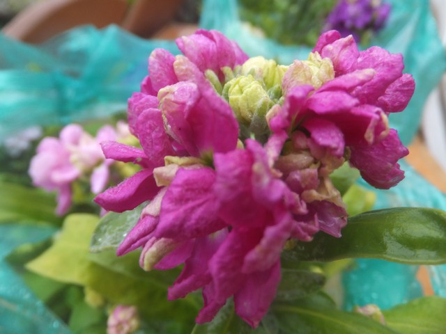 Name:  DSCF0770.jpg
Views: 675
Size:  69.5 KB