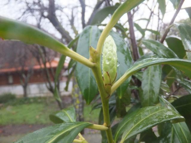 Name:  DSCF0772.jpg
Views: 691
Size:  38.5 KB
