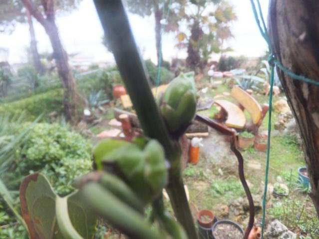 Name:  DSCF0774.jpg
Views: 442
Size:  41.7 KB