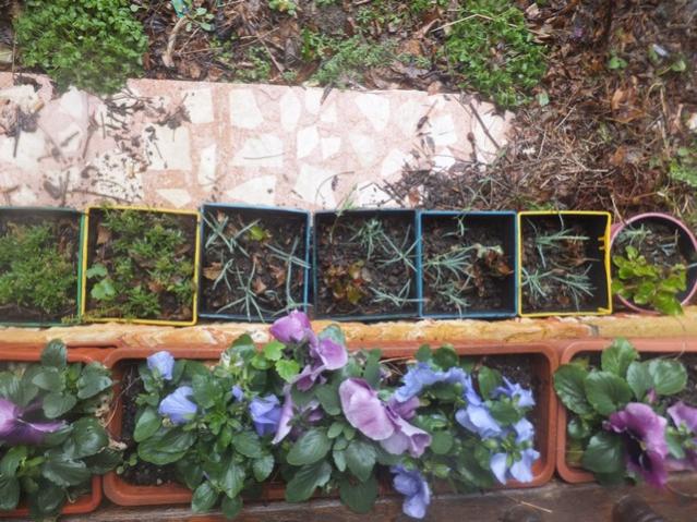 Name:  DSCF0777.jpg
Views: 447
Size:  69.2 KB