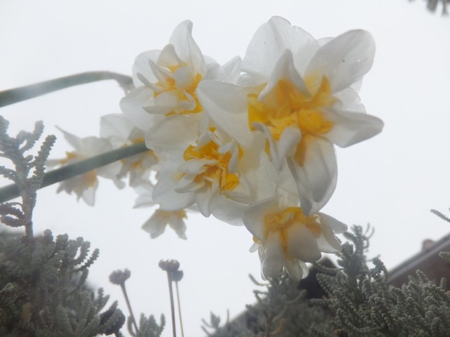 Name:  DSCF0803.jpg
Views: 490
Size:  56.5 KB