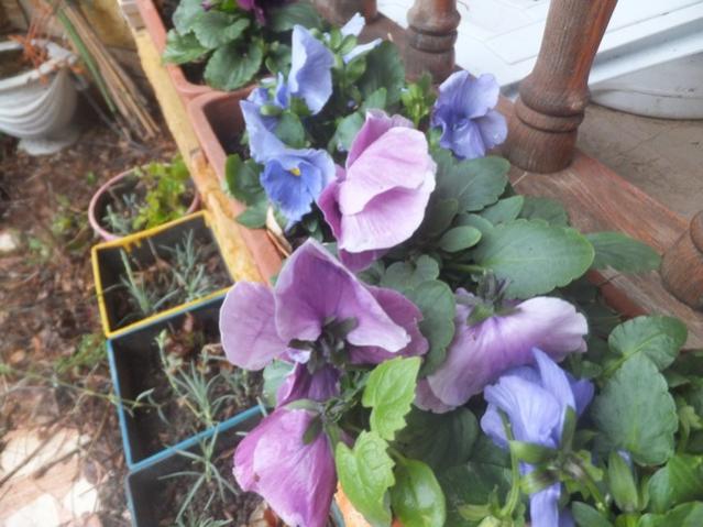 Name:  DSCF0810.jpg
Views: 485
Size:  50.4 KB