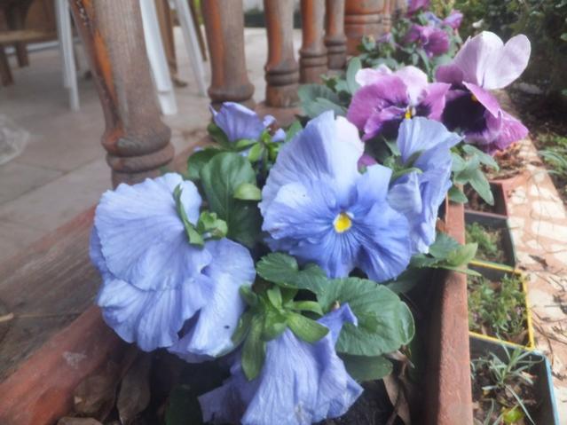 Name:  DSCF0811.jpg
Views: 415
Size:  45.0 KB