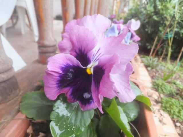 Name:  DSCF0812.jpg
Views: 446
Size:  38.4 KB