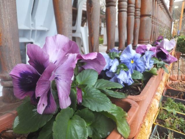 Name:  DSCF0813.jpg
Views: 479
Size:  50.0 KB