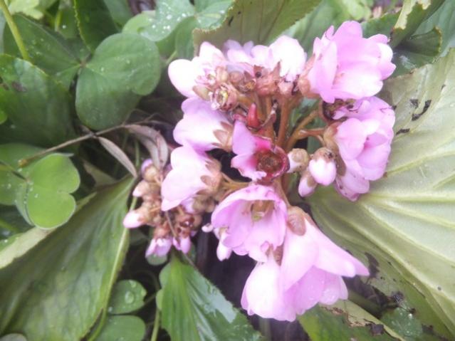 Name:  DSCF0818.jpg
Views: 442
Size:  42.4 KB