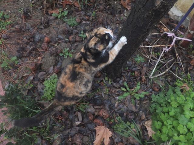 Name:  DSCF0819.jpg
Views: 450
Size:  59.1 KB