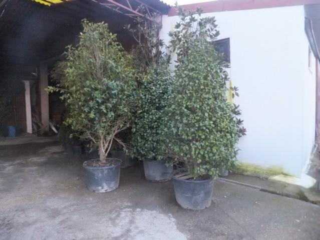 Name:  DSCF0891.jpg
Views: 425
Size:  41.5 KB