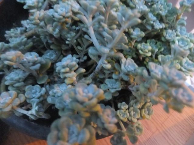 Name:  DSCF0906.jpg
Views: 443
Size:  43.7 KB