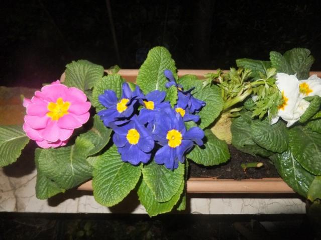 Name:  DSCF0908.jpg
Views: 416
Size:  44.6 KB