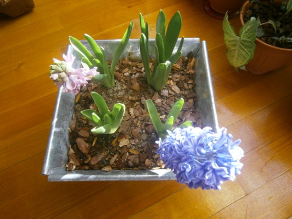 Name:  smbl2.jpg
Views: 1167
Size:  68.8 KB