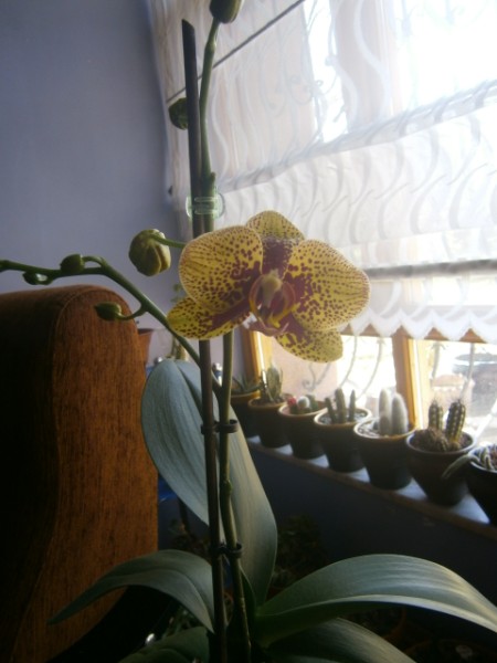 Name:  orkide.jpg
Views: 1035
Size:  50.1 KB