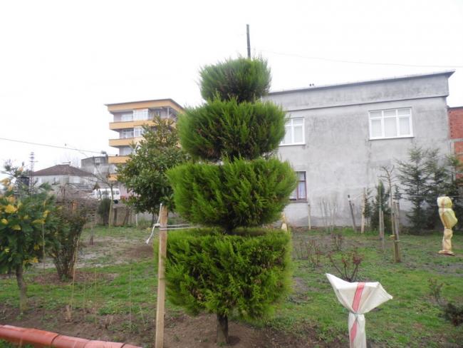 Name:  0071-211.jpg
Views: 590
Size:  47.4 KB