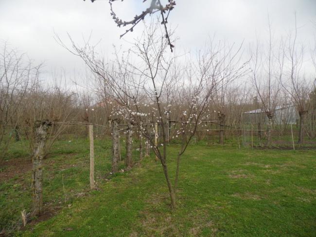Name:  0320-332.jpg
Views: 577
Size:  53.0 KB
