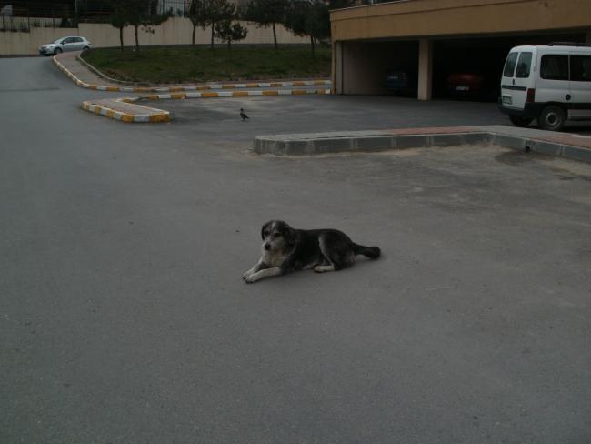 Name:  P3070020a.jpg
Views: 684
Size:  27.4 KB