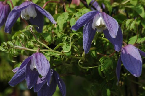 Name:  429-Clematis-macropetala-'Maidwell-Hall'-add_1.jpg
Views: 768
Size:  31.6 KB