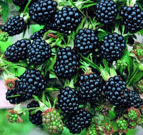 Name:  Rubus-laciniatus-Thornless-Evergreen.jpg
Views: 806
Size:  72.9 KB