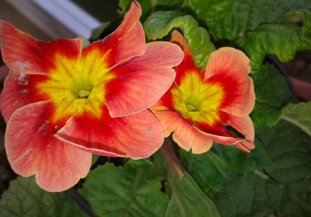 Name:  20130309_133851-1.jpg
Views: 686
Size:  69.6 KB