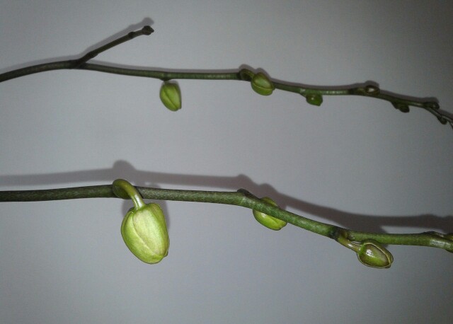 Name:  20130309_143220-1.jpg
Views: 665
Size:  40.0 KB