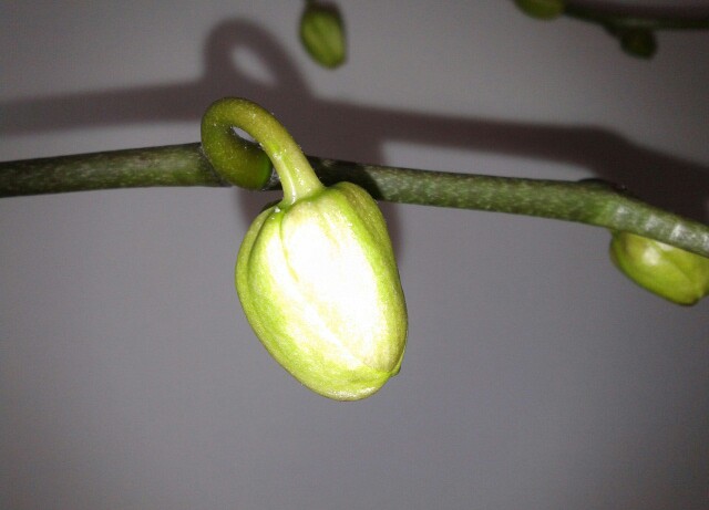 Name:  20130309_143228-1.jpg
Views: 673
Size:  41.4 KB