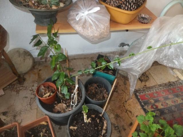 Name:  DSCF1569.jpg
Views: 381
Size:  47.0 KB
