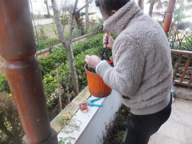 Name:  DSCF1601.jpg
Views: 330
Size:  52.6 KB