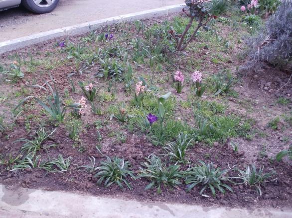 Name:  P3090063a.jpg
Views: 483
Size:  70.4 KB