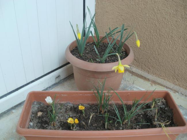 Name:  P3090014a.jpg
Views: 451
Size:  44.7 KB