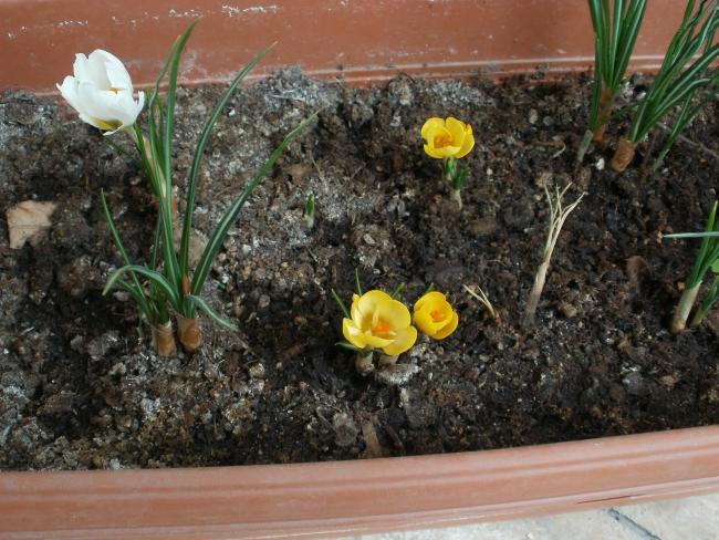 Name:  P3090017a.jpg
Views: 477
Size:  65.1 KB