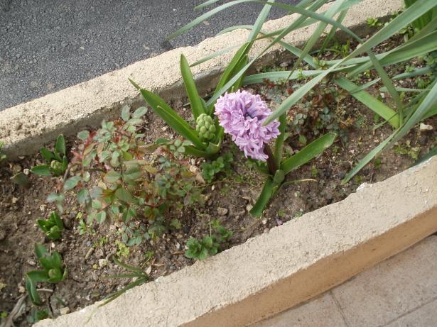 Name:  P3090010a.jpg
Views: 453
Size:  70.6 KB