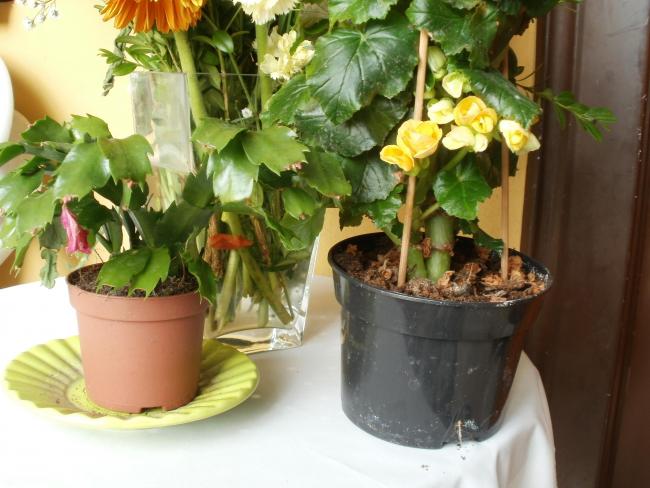 Name:  P3090029a.jpg
Views: 454
Size:  48.9 KB