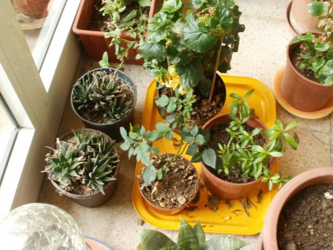 Name:  P3090024a.jpg
Views: 477
Size:  62.5 KB