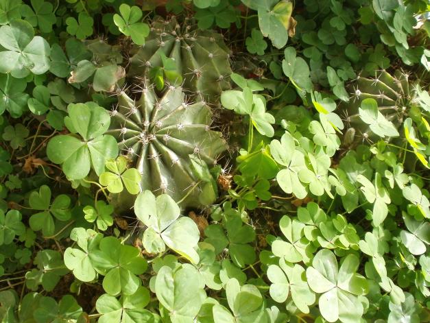 Name:  P3090034a.jpg
Views: 473
Size:  70.9 KB