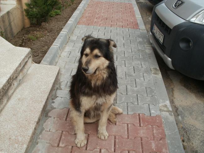 Name:  P3090072a.jpg
Views: 445
Size:  51.4 KB