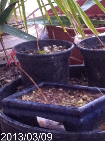 Name:  yavru acer.jpg
Views: 639
Size:  51.8 KB