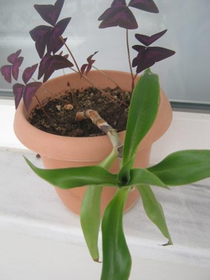 Name:  callisia.jpg
Views: 1149
Size:  23.6 KB